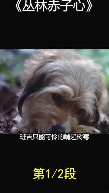 丛林赤子心在线观看,在线观看，探寻原始森林的神秘之旅