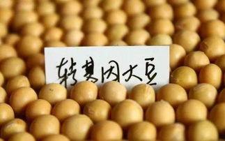 中学生的大豆爆料视频大全,校园生活趣味瞬间大揭秘  第3张